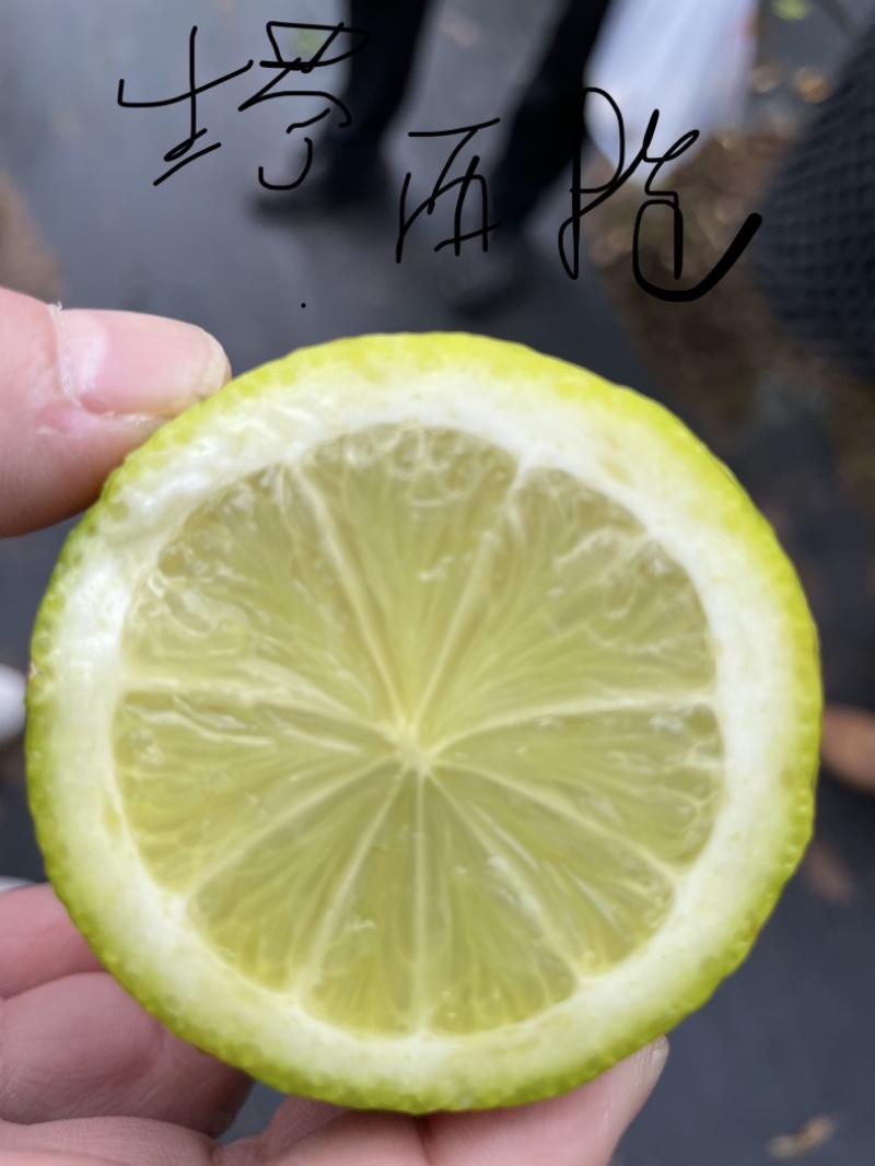 塔西提无籽柠檬