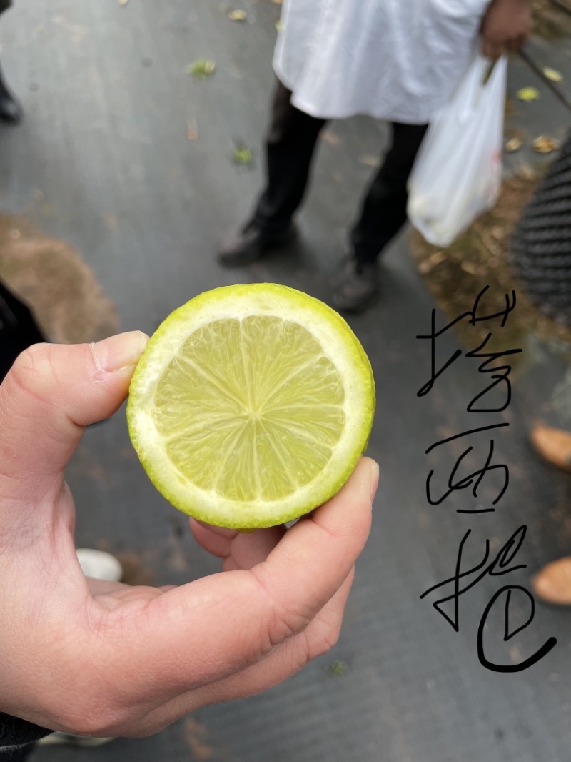 塔西提无籽柠檬