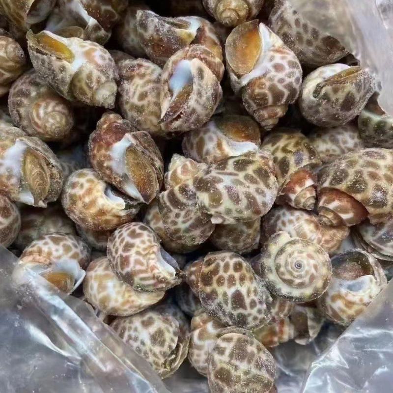 花螺，个头大，均匀，酒店市场都合适，量大从优，每件20斤