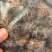 花螺，个头大，均匀，酒店市场都合适，量大从优，每件20斤