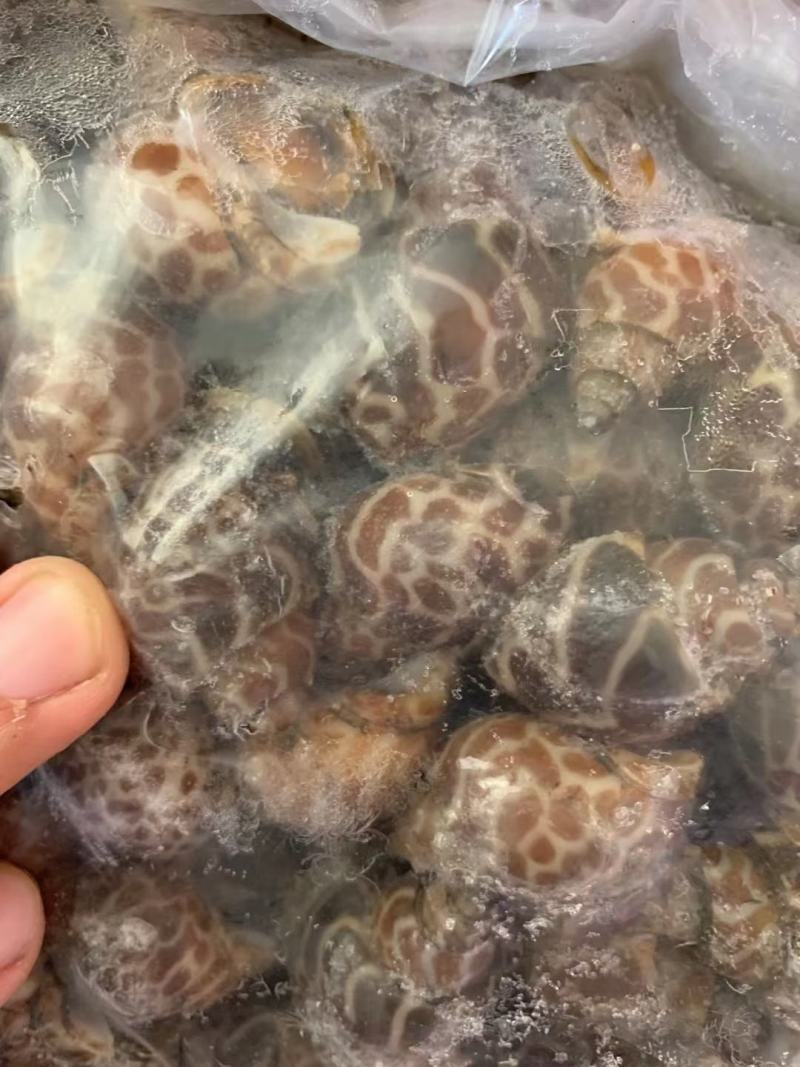 花螺，个头大，均匀，酒店市场都合适，量大从优，每件20斤