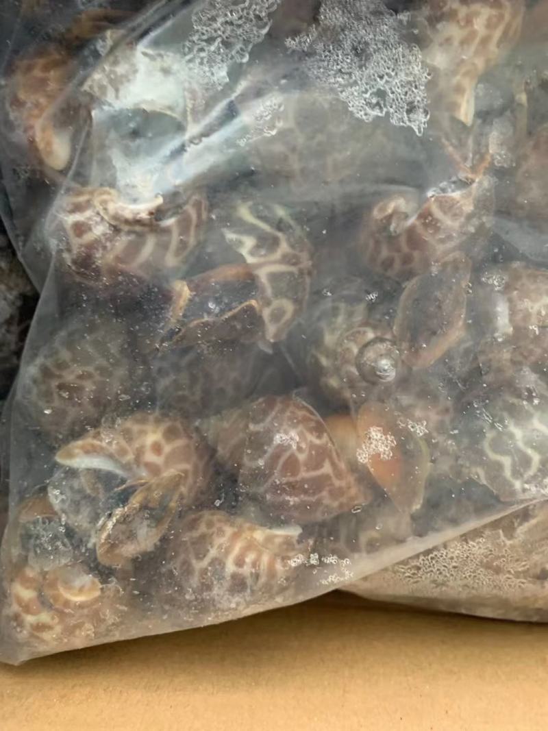 花螺，个头大，均匀，酒店市场都合适，量大从优，每件20斤