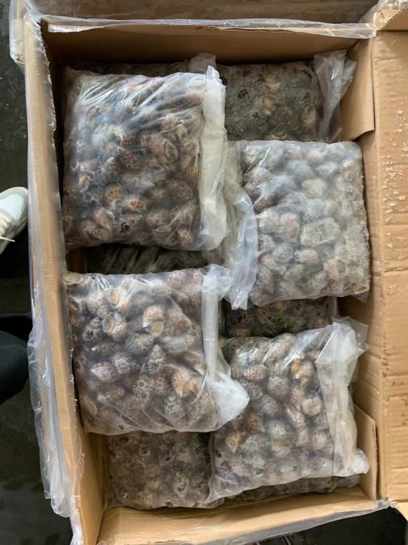 花螺，个头大，均匀，酒店市场都合适，量大从优，每件20斤
