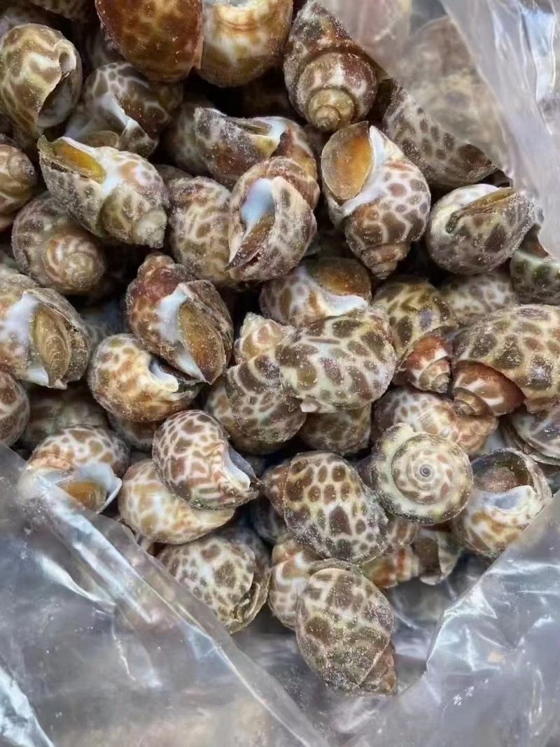 花螺，个头大，均匀，酒店市场都合适，量大从优，每件20斤