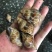 花螺，个头大，均匀，酒店市场都合适，量大从优，每件20斤