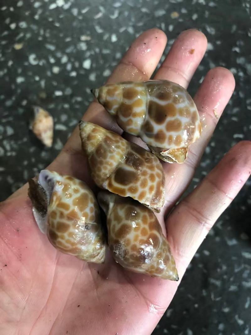 花螺，个头大，均匀，酒店市场都合适，量大从优，每件20斤