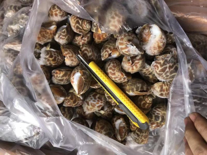 花螺，个头大，均匀，酒店市场都合适，量大从优，每件20斤