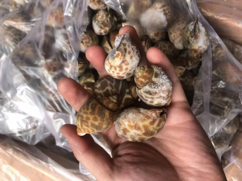 花螺，个头大，均匀，酒店市场都合适，量大从优，每件20斤