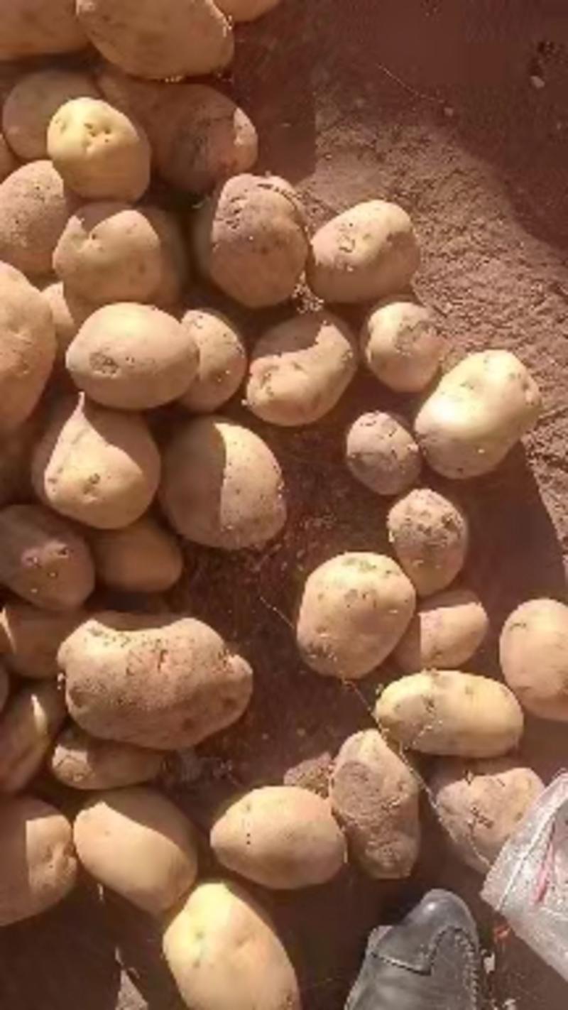 内蒙古武川红沙土226土豆现已大量出库，可视频看货