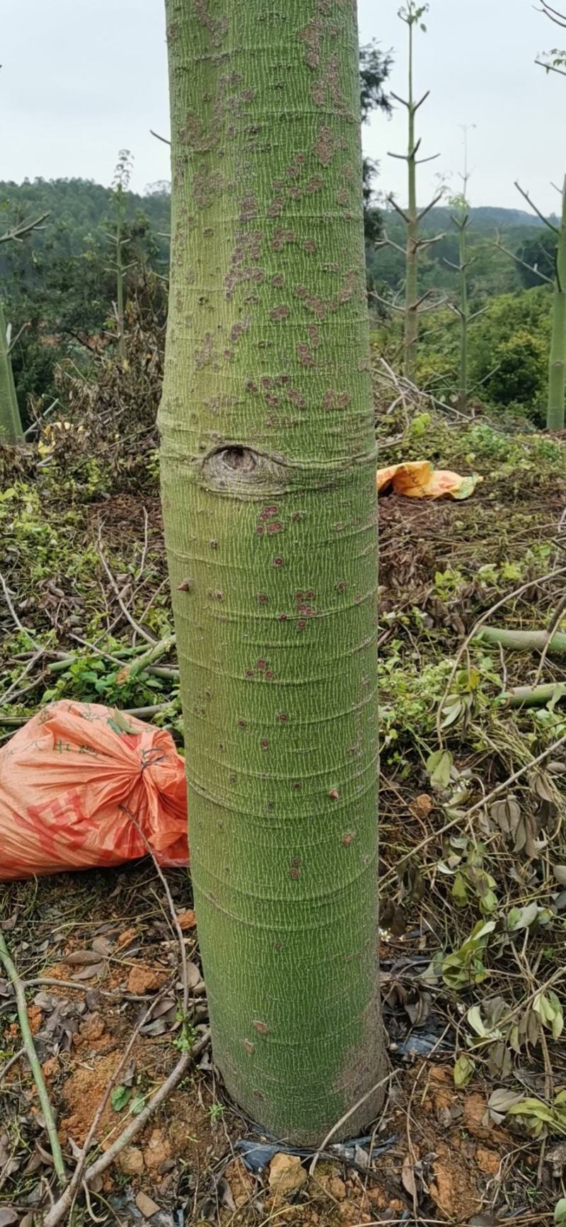 木棉树