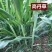 高丹草种子一亩地2斤牧草年生种孑四季收割高产型高丹