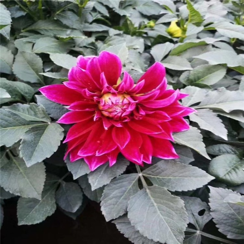 大丽花基地自产自销大丽花大型批发基地
