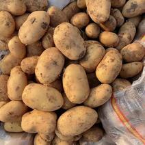 内蒙古武川红沙土226土豆现已大量出库，可视频