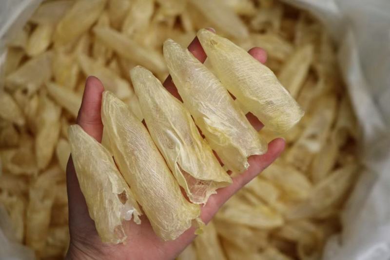 广州人110头咸水黄花筒花胶鱼胶清水无油货新一件代发批发