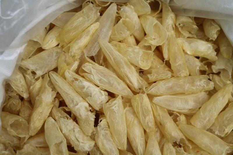 广州人110头咸水黄花筒花胶鱼胶清水无油货新一件代发批发