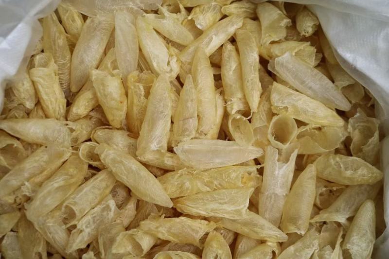 广州人110头咸水黄花筒花胶鱼胶清水无油货新一件代发批发