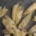 广州人110头咸水黄花筒花胶鱼胶清水无油货新一件代发批发