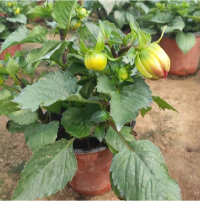 小丽花批发基地小丽花产地供应量大质优