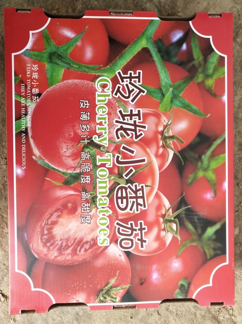 （釜山88小番茄）产地直发一手货源新鲜货当天发车