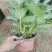 小丽花批发基地小丽花产地供应量大质优