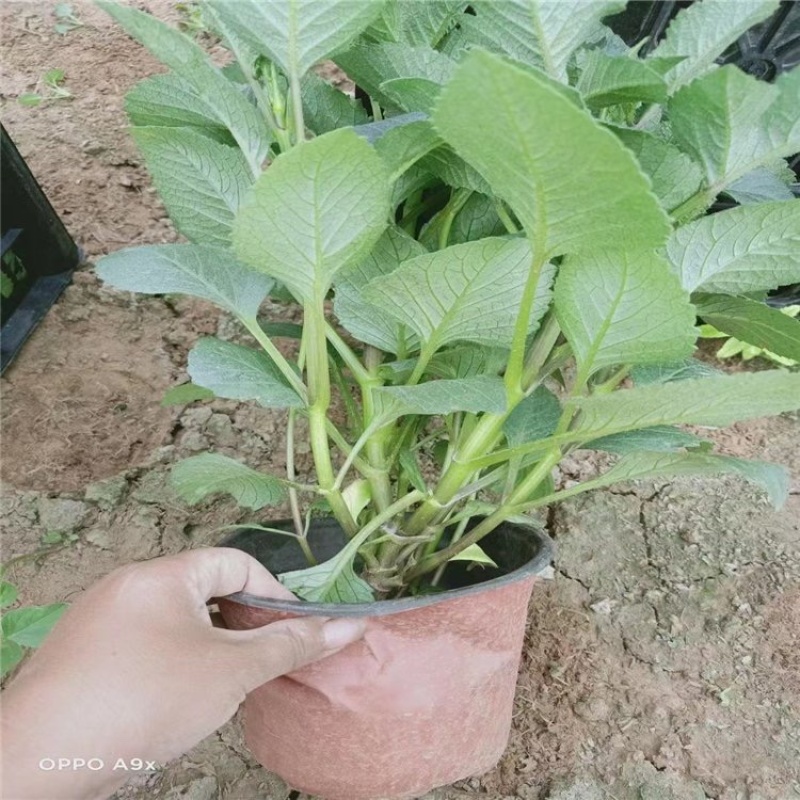 小丽花批发基地小丽花产地供应量大质优