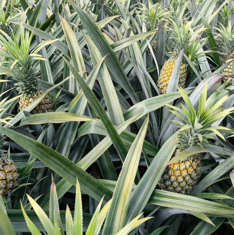 现摘现发云南一件代发新鲜香水菠萝好吃香甜