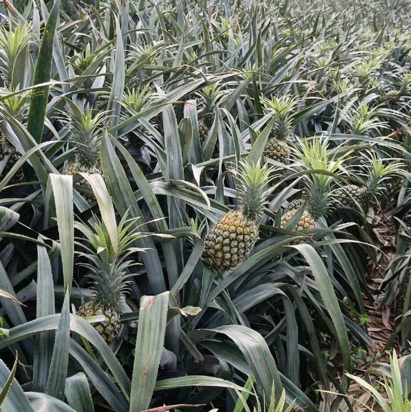 现摘现发云南一件代发新鲜香水菠萝好吃香甜