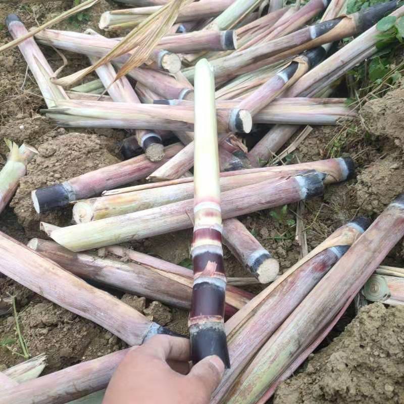 甘蔗种苗
