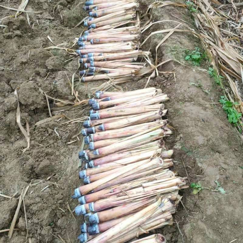 甘蔗种苗