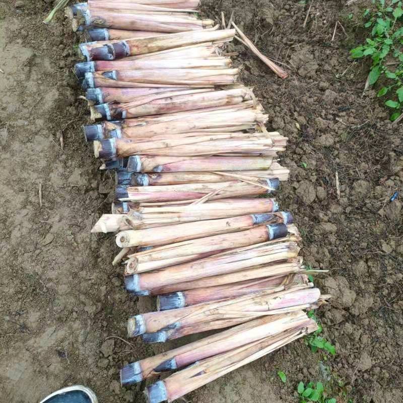 甘蔗种苗