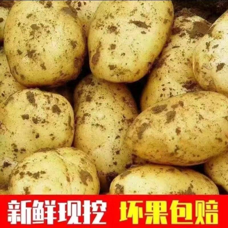 新鲜云南现挖黄皮白心大土豆洋芋蔬菜马铃薯农家一件代发