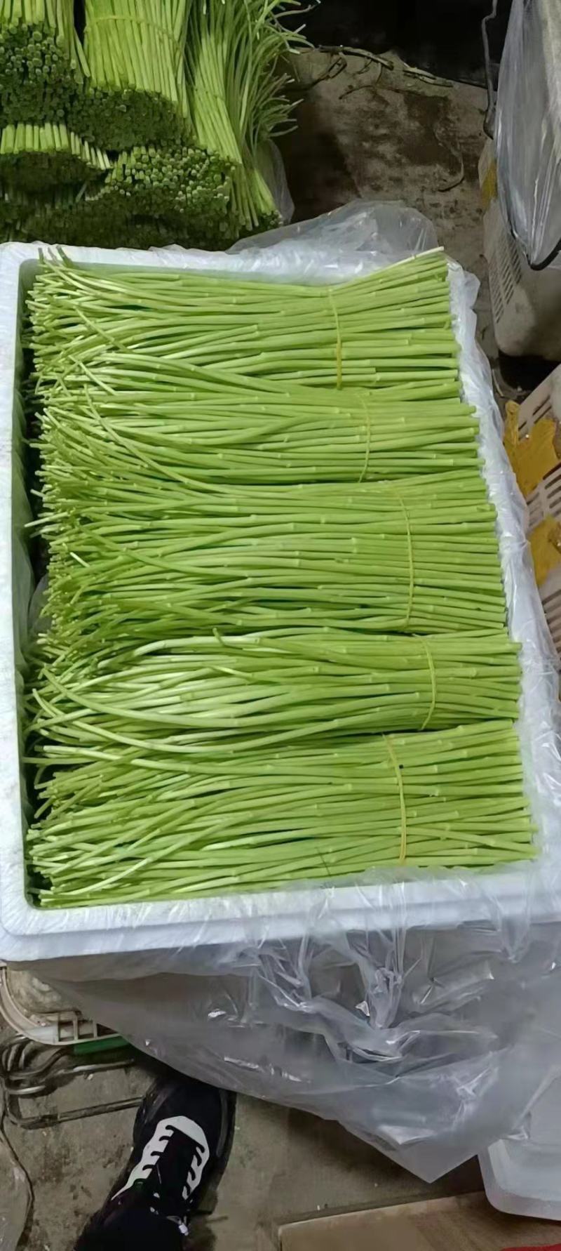 新鲜芦蒿当季新鲜芦蒿黎蒿农家自种人工采摘去根去叶现摘