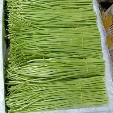 新鲜芦蒿当季新鲜芦蒿黎蒿农家自种人工采摘去根去叶现摘