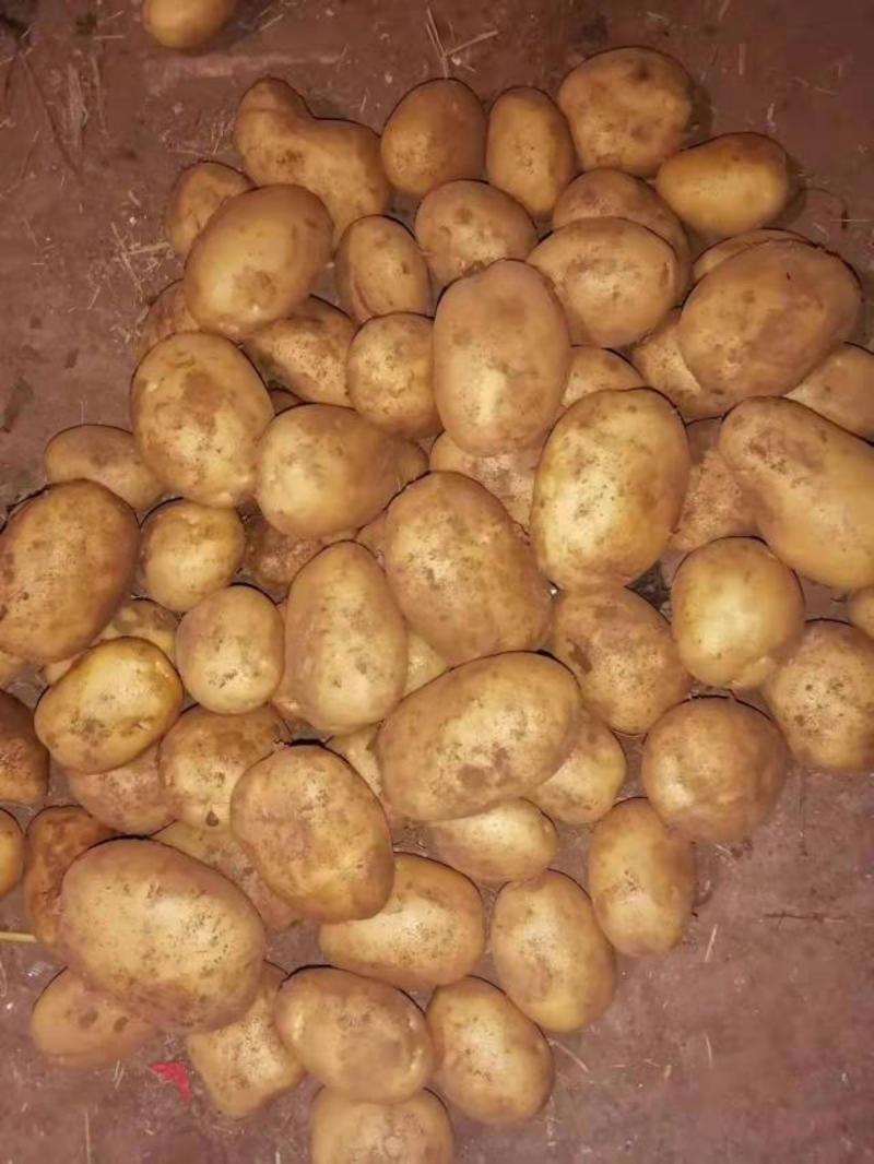 内蒙古武川红沙土希森土豆现已大量出库可直接视频看货