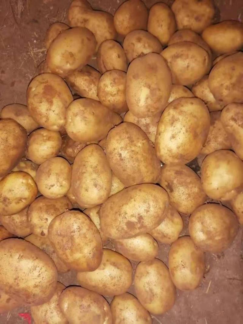 内蒙古武川红沙土希森土豆现已大量出库可直接视频看货