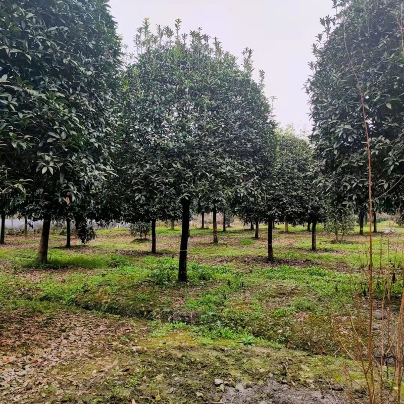 桂花工程树苗基地9-15公分桂花价格