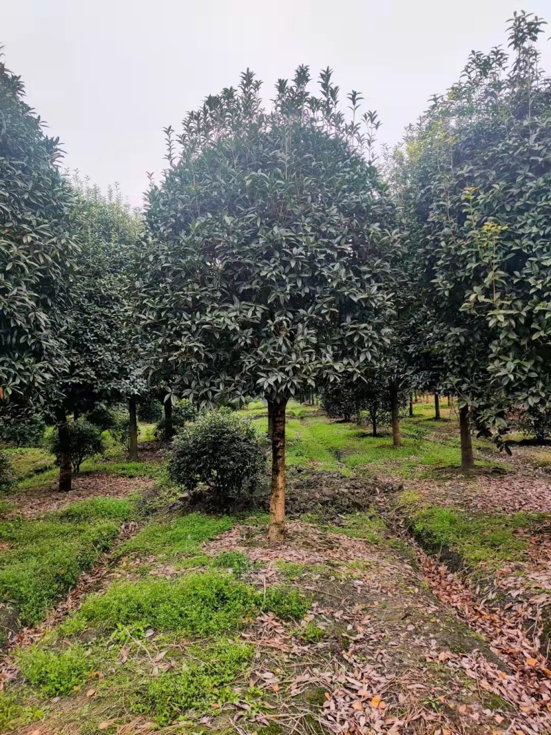桂花工程树苗基地9-15公分桂花价格