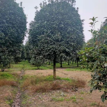 金桂批发成都桂花基地产地直销，桂花笼子很多