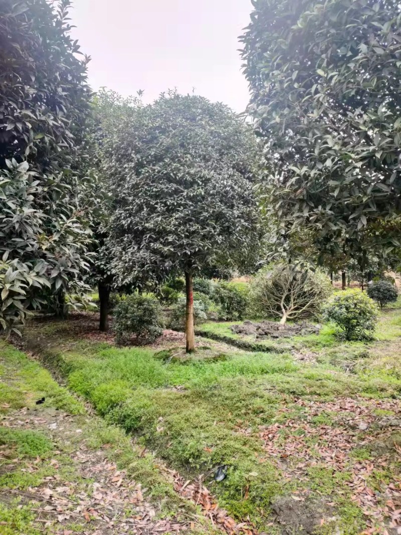 金桂批发成都桂花基地产地直销，桂花笼子很多