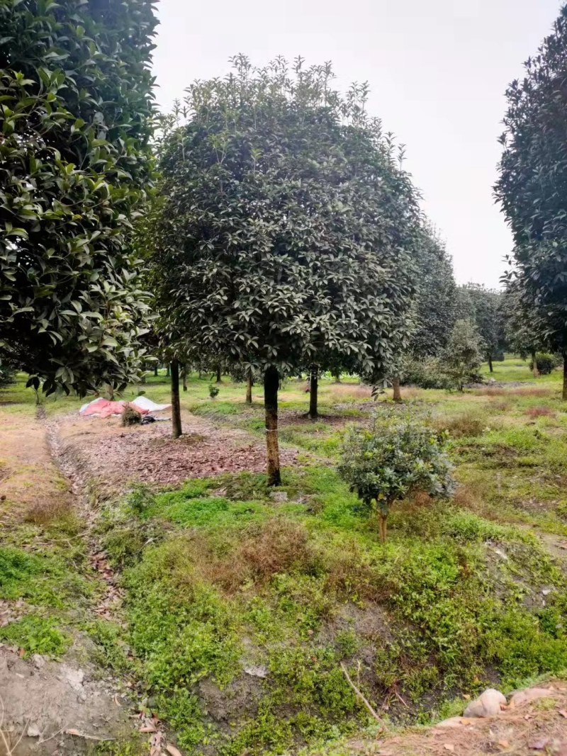 金桂批发成都桂花基地产地直销，桂花笼子很多