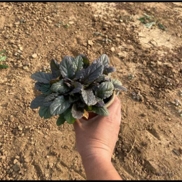 筋骨草种植基地筋骨草产地供应100万盆