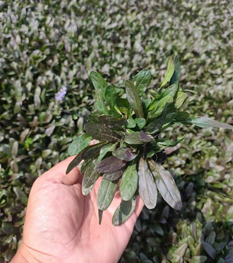 筋骨草种植基地筋骨草产地供应100万盆