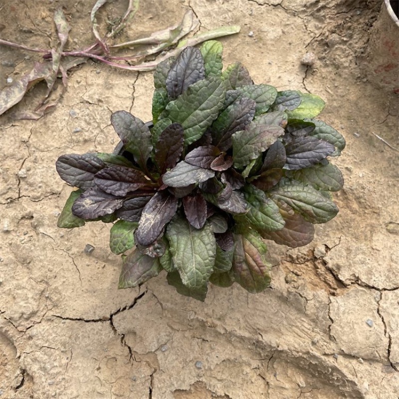 筋骨草种植基地筋骨草产地供应100万盆