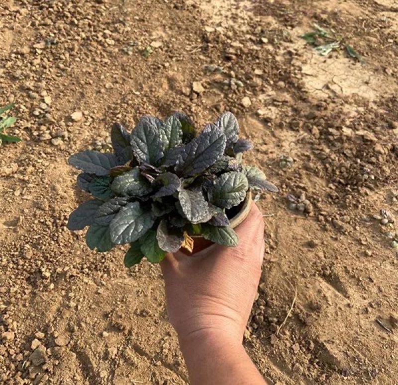 筋骨草种植基地筋骨草产地供应100万盆