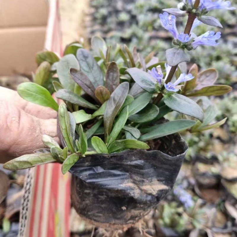 筋骨草种植基地筋骨草产地供应100万盆