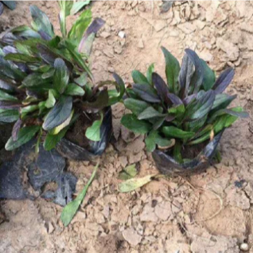 多花筋骨草种植基地筋骨草产地供应批发