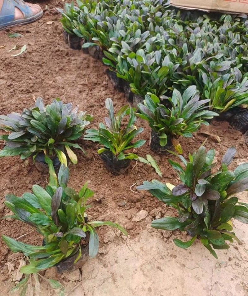 多花筋骨草种植基地筋骨草产地供应批发