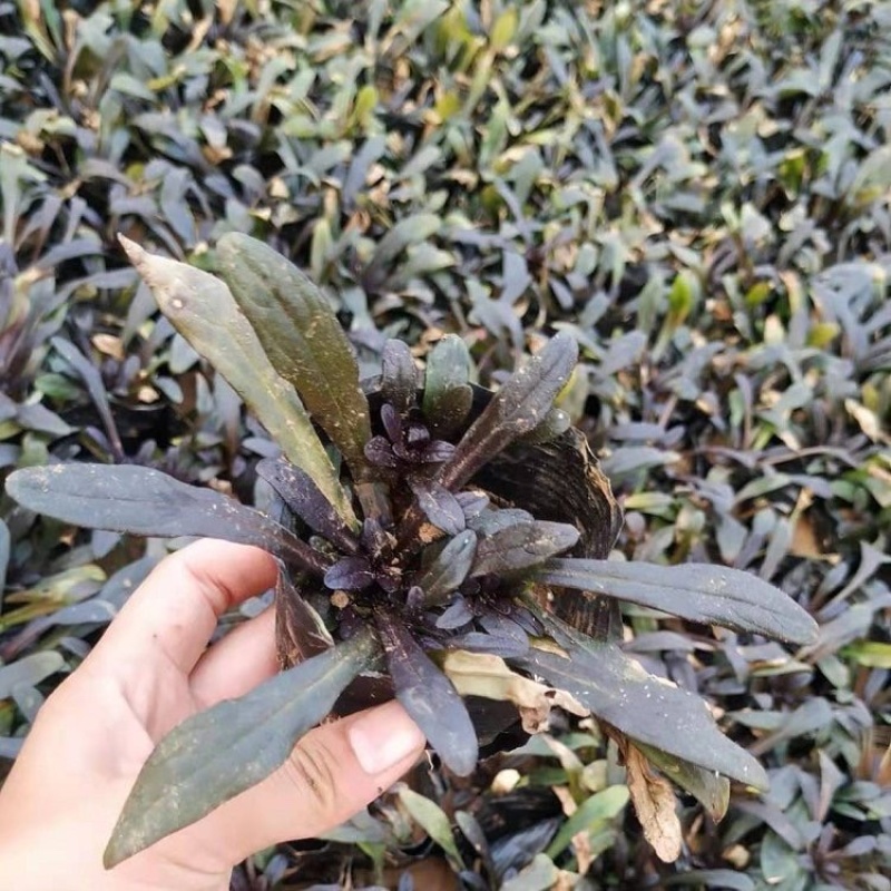 多花筋骨草种植基地筋骨草产地供应批发
