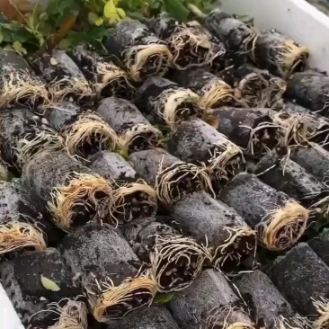 需要花苗的看过来