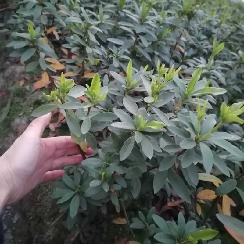 杜鹃基地批发毛鹃杯苗地苗春鹃工程苗，杜鹃价格